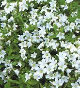 Image result for Campanula lactiflora White Pouffe