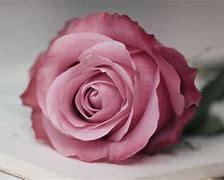 Image result for Pink Rose Wallpaper for iPhone