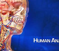 Image result for Atlas 3D Anatomy Theme