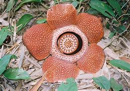 Image result for Which Is the Biggest Flower in the World