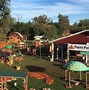 Image result for Great Pumpkin Patch