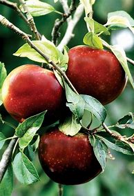 Image result for Heritage Apple Varieties