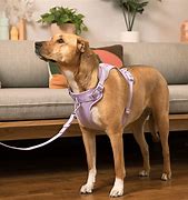 Image result for Easy Walk Harness