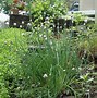 Image result for Wild Chives