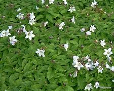 Bildergebnis für Campanula lactiflora White Pouffe