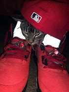 Image result for Drippy Cat PFP LED