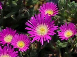 Image result for Delosperma sutherlandii