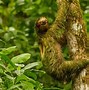 Image result for Anatomy of a Sloth