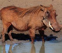 Image result for Biggest Warthog