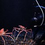 Image result for World's Biggest Japanese Spider Crab
