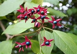 Image result for Clerodendrum trichotomum