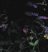 Image result for Dark Floral Background Wallpaper