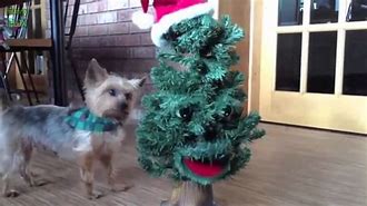 Image result for Christmas Funny Vines
