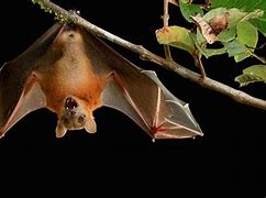 Image result for Bat Hanging Upside Down Wings Open
