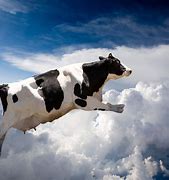 Image result for Flying Cow Meme
