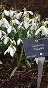 Image result for Galanthus Galatea