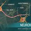 Image result for Brain Image Neurons Connected