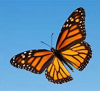 Image result for High Resolution Butterflies