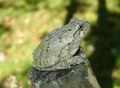 Image result for PA Tree Frogs
