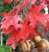 Image result for Quercus rubra