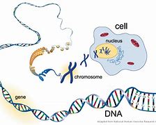 Image result for How Many Genes Are in DNA
