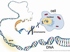 Image result for DNA Genes and Chromosomes