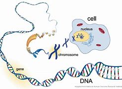 Image result for DNA Genes and Chromosomes Relationship