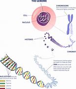 Image result for Genome Definition