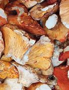 Image result for Free Stock Photo of Foraged Mushrooms