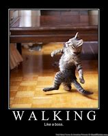 Image result for Cat Walk Meme