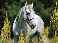 Image result for Most Valuable Horse Breeds