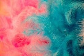 Image result for Cardinal Bird Feathers