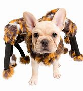 Image result for Dog Spider Costume
