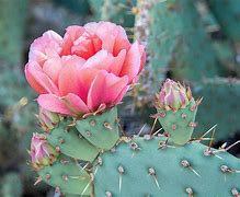 Image result for Non-Poisonous Desert Plants