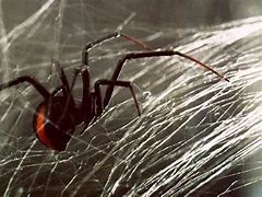Image result for Redback Spider Web Pictures