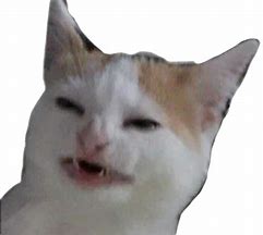 Image result for OH No Cat Meme