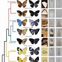 Image result for Butterflies Phone Case