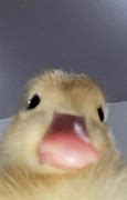 Image result for Giant Duck Meme