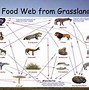 Image result for Grass Food Chain