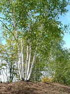 Image result for White Paper Birch Starter Tree