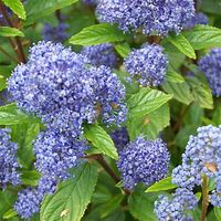 Image result for Ceanothus pallidus Marie Bleu