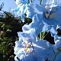 Image result for Delphinium Blue Bird (Pacific-Giant-Group)