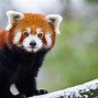 Image result for pandas wallpapers 4k