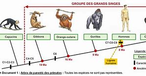 Image result for Evolution Des Especes