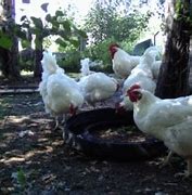 Image result for Coq Blanc