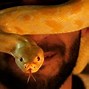 Image result for Biggest Snake in World