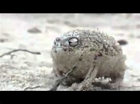 Image result for Screaming Desert Frog