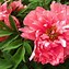 Image result for Peony iPhone Wallpaper