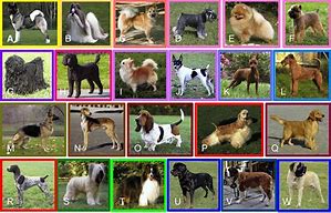 Image result for Dog Breed Evolution Chart