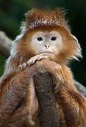 Image result for Cute Monkeys Funny